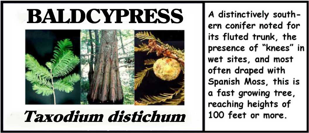 Cypress Woods Elementary
